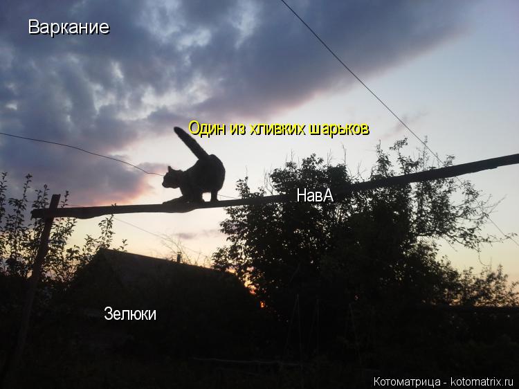 Котоматрица: Варкание Один из хливких шарьков Зелюки НавА