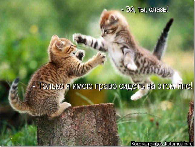 Котоматрица: - Эй, ты, слазь!  - Только я имею право сидеть на этом пне!