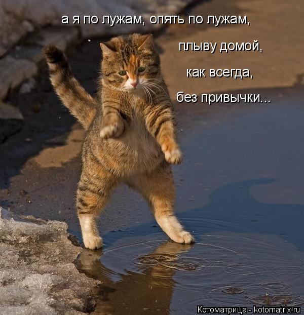 Котоматрица: а я по лужам, опять по лужам, плыву домой, как всегда, без привычки...
