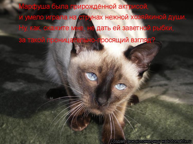 Котоматрица: Марфуша была прирождённой актрисой, и умело играла на струнах нежной  хозяйкиной души. Ну, как, скажите мне, не дать ей заветной рыбки, за так