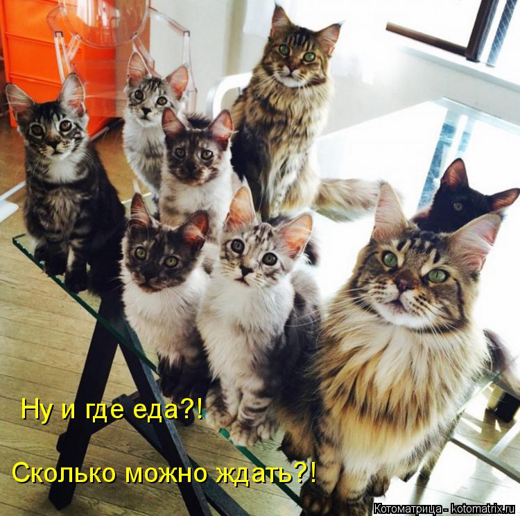 Котоматрица: Ну и где еда?! Сколько можно ждать?!