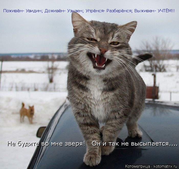 Котоматрица: Поживём- Увидим; Доживём- Узнаем; Упрёмся- Разберёмся; Выживем- УЧТЁМ!!   Не будите во мне зверя!   Он и так не высыпается....