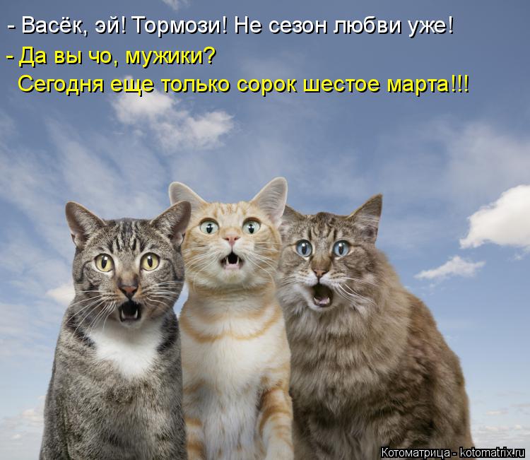 Котоматрица: - Васёк, эй! Тормози! Не сезон любви уже! - Да вы чо, мужики?  Сегодня еще только сорок шестое марта!!!