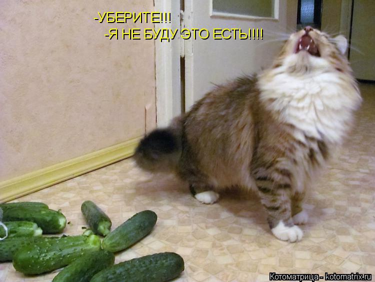 Котоматрица: -УБЕРИТЕ!!! -Я НЕ БУДУ ЭТО ЕСТЬ!!!!
