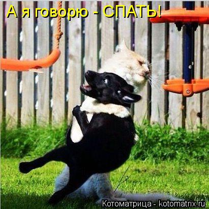 Котоматрица: А я говорю - СПАТЬ!