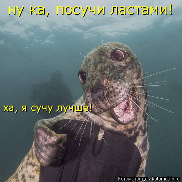 Котоматрица: ну ка, посучи ластами! ха, я сучу лучше!