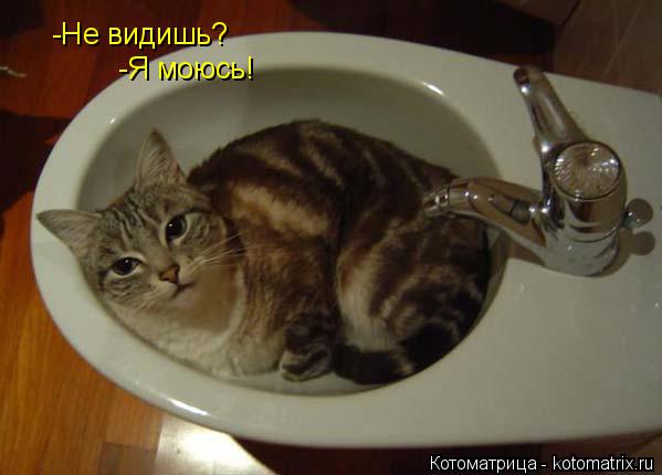 Котоматрица: -Не видишь? -Я моюсь!