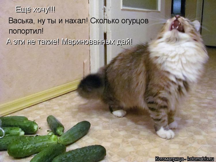 Котоматрица: Ещё хочу!!!  Васька, ну ты и нахал! Сколько огурцов  попортил! А эти не такие! Маринованных дай!