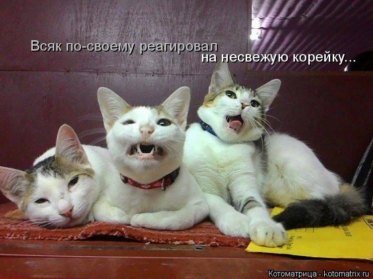 Котоматрица: на несвежую корейку... Всяк по-своему реагировал