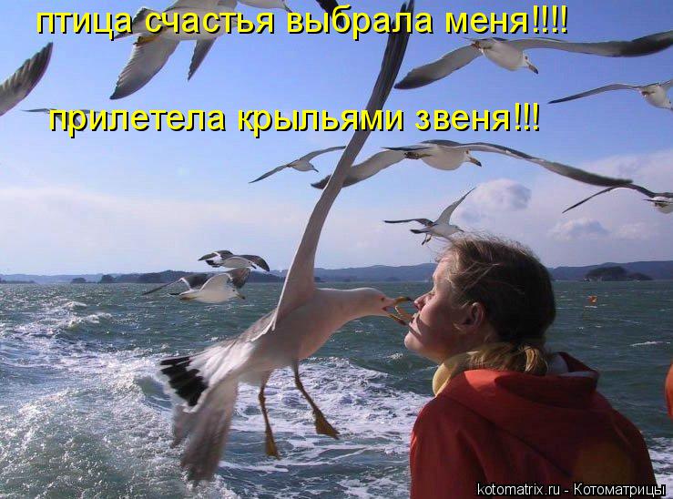 птица счастья выбрала меня!!!! прилетела крыльями звеня!!!... Котоматрица: птица счастья выбрала меня!!!! прилетела крыльями звеня!!!