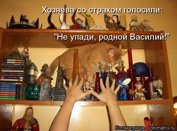 Хозяева со страхом голосили: "Не упади, родной Василий!"... Котоматрица: Хозяева со страхом голосили: "Не упади, родной Василий!"