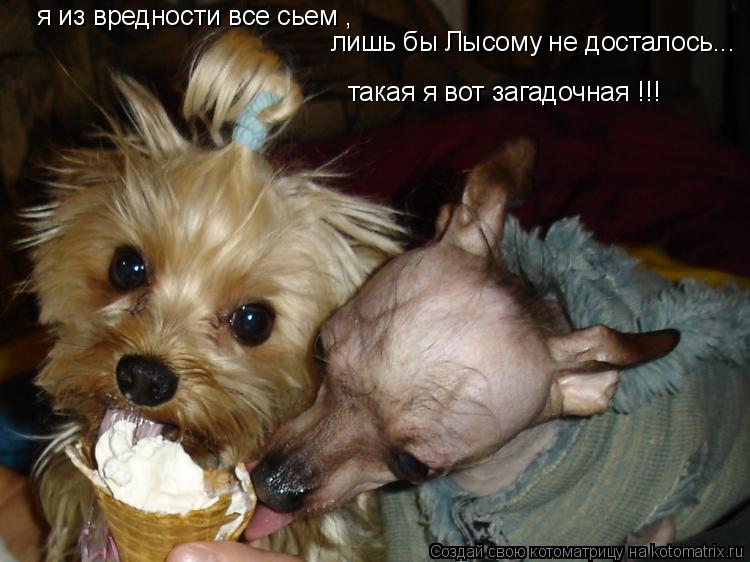 Котоматрица: я из вредности все сьем , лишь бы Лысому не досталось... такая я вот загадочная !!!