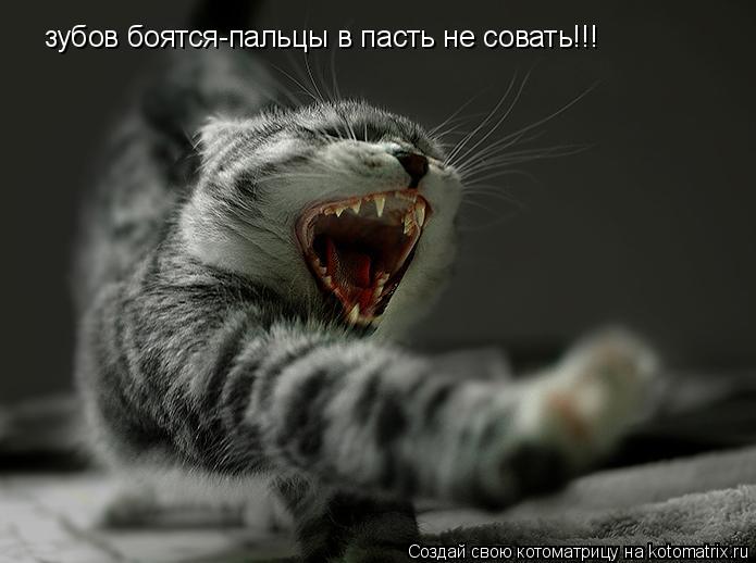 зубов боятся-пальцы в пасть не совать!!!... Котоматрица: зубов боятся-пальцы в пасть не совать!!!