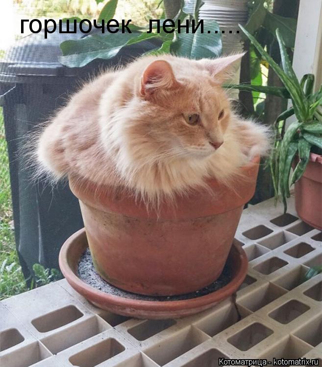Котоматрица: горшочек  лени.....