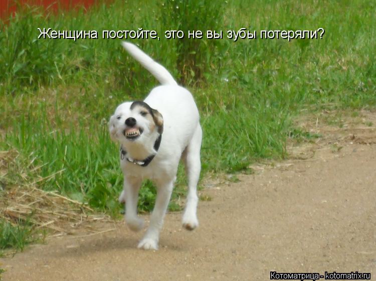 Женщина постойте, это не вы зубы потеряли?... Котоматрица: Женщина постойте, это не вы зубы потеряли?