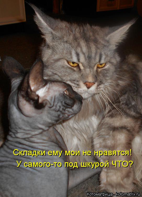 Складки ему мои не нравятся! У самого-то под шкурой ЧТО?... Котоматрица: Складки ему мои не нравятся! У самого-то под шкурой ЧТО?