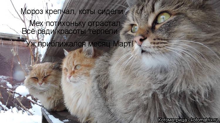Котоматрица: Мороз крепчал, коты сидели Мех потихоньку отрастал. Всё ради красоты терпели Уж приближался месяц Март!