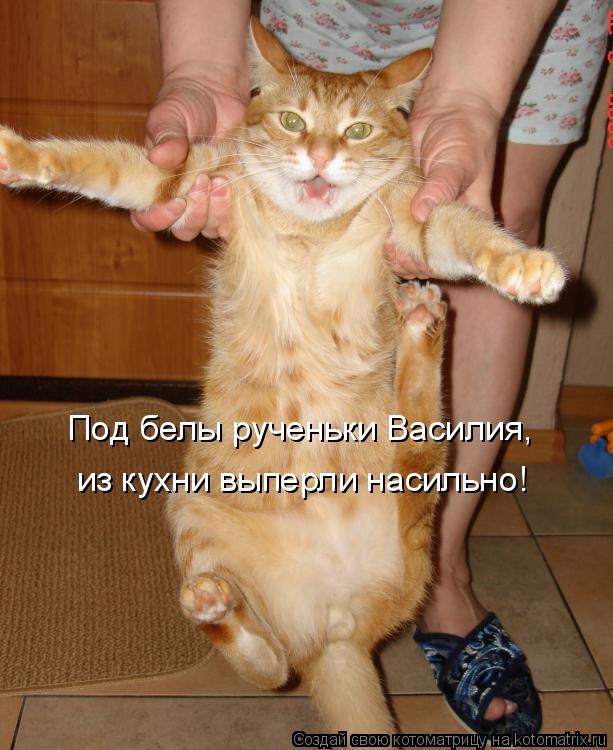 Под белы рученьки Василия, из кухни выперли насильно!... Котоматрица: Под белы рученьки Василия, из кухни выперли насильно!