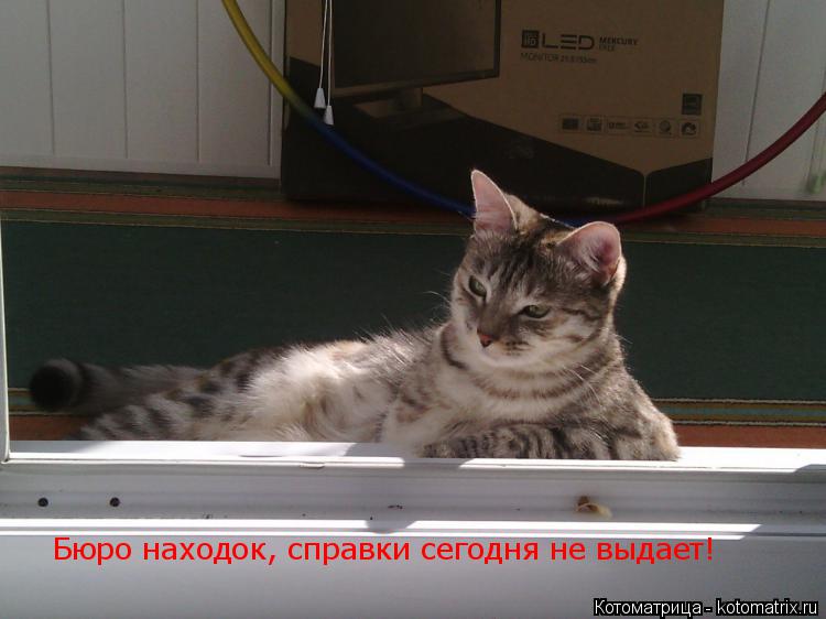 Котоматрица: Бюро находок, справки сегодня не выдает!