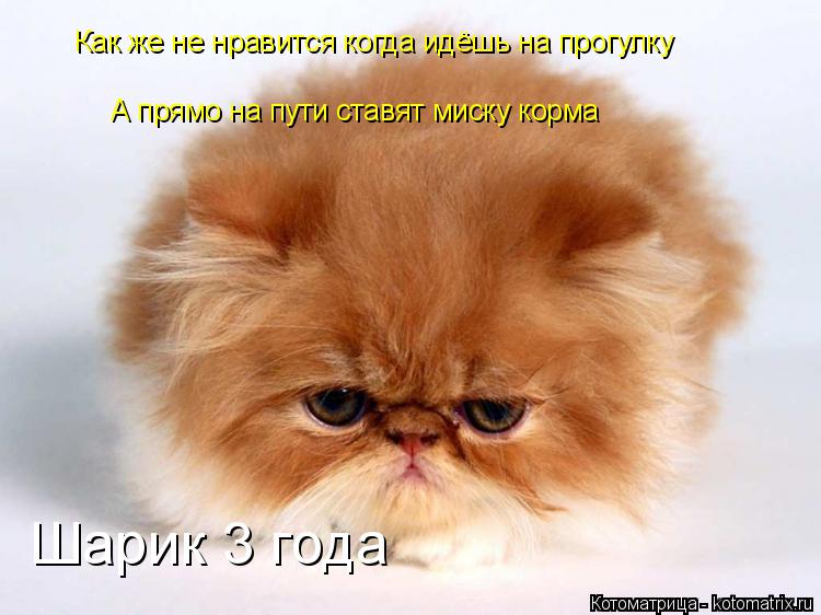 Котоматрица: Как же не нравится когда идёшь на прогулку А прямо на пути ставят миску корма Шарик 3 года