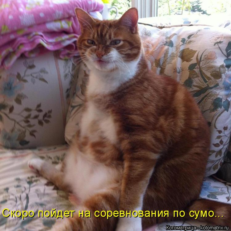 Котоматрица: Скоро пойдет на соревнования по сумо...