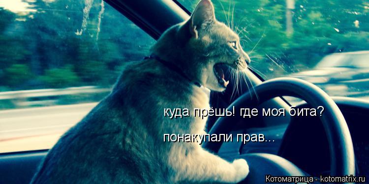 Котоматрица: куда прёшь! где моя бита? понакупали прав...