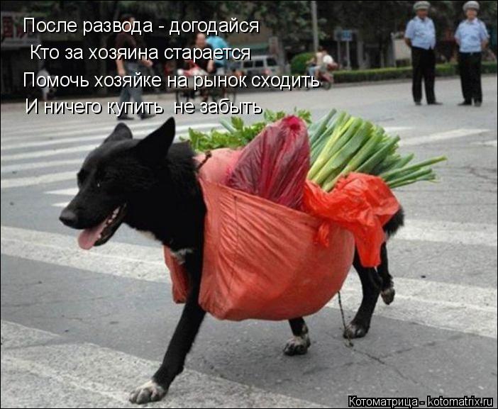 Котоматрица: Кто за хозяина старается После развода - догодайся Помочь хозяйке на рынок сходить И ничего купить  не забыть