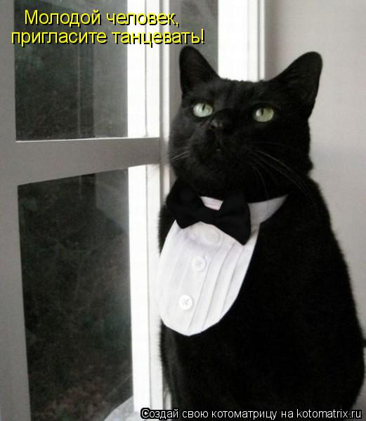 Котоматрица: Молодой человек, пригласите танцевать!