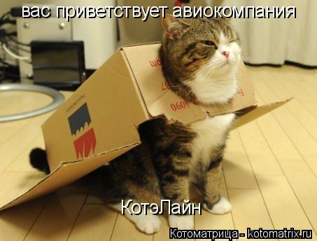 Котоматрица: вас приветствует авиокомпания КотэЛайн