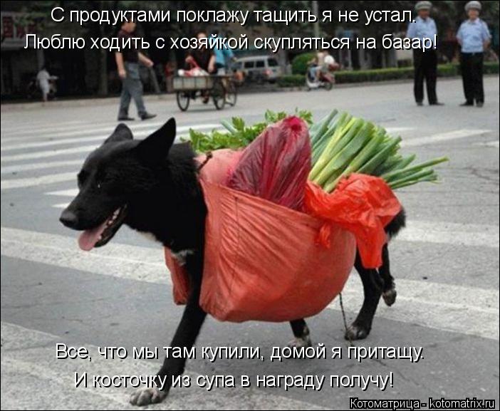Котоматрица: С продуктами поклажу тащить я не устал. Все, что мы там купили, домой я притащу. И косточку из супа в награду получу! Люблю ходить с хозяйкой с