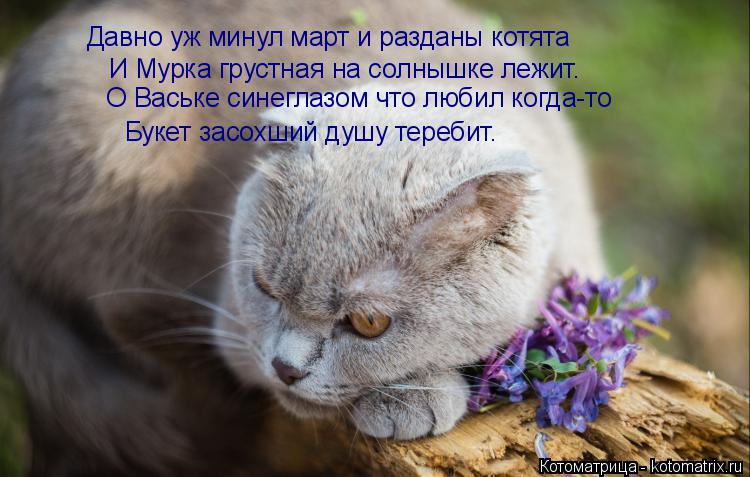 Котоматрица: Давно уж минул март и разданы котята И Мурка грустная на солнышке лежит. О Ваське синеглазом что любил когда-то Букет засохший душу теребит.