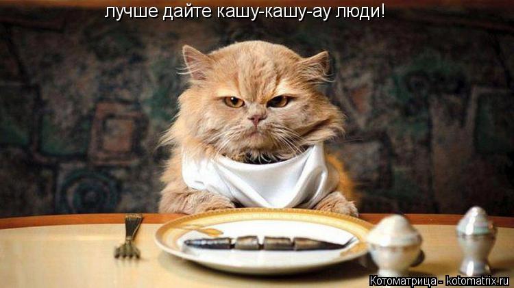 Котоматрица: лучше дайте кашу-кашу-ау люди!