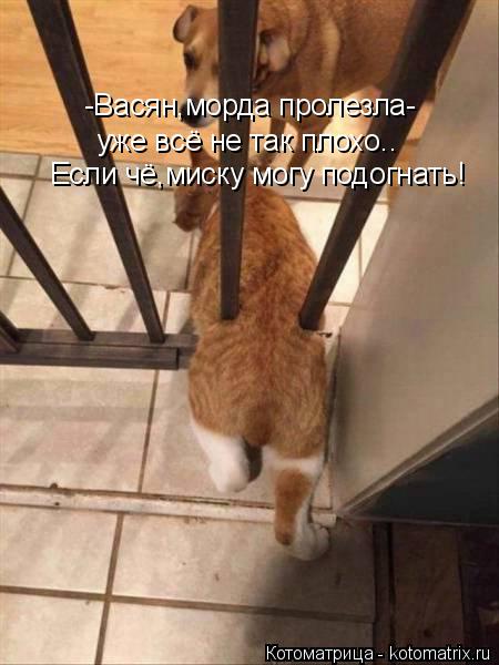 Котоматрица: -Васян,морда пролезла- уже всё не так плохо.. Если чё,миску могу подогнать!
