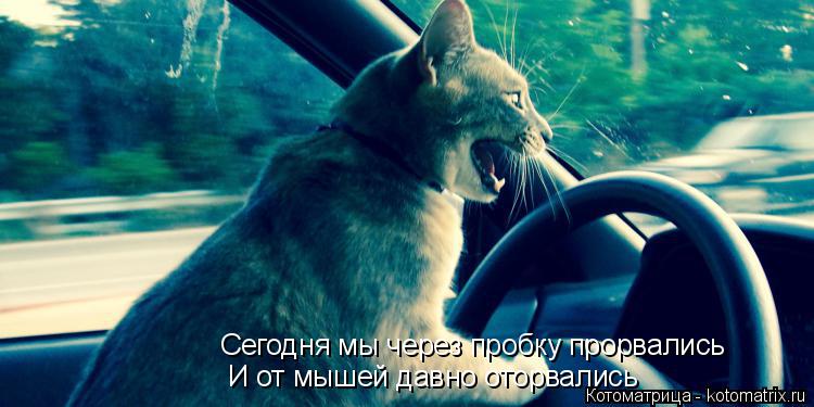 Котоматрица: Сегодня мы через пробку прорвались И от мышей давно оторвались