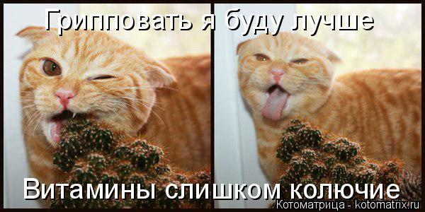 Котоматрица: Грипповать я буду лучше Витамины слишком колючие