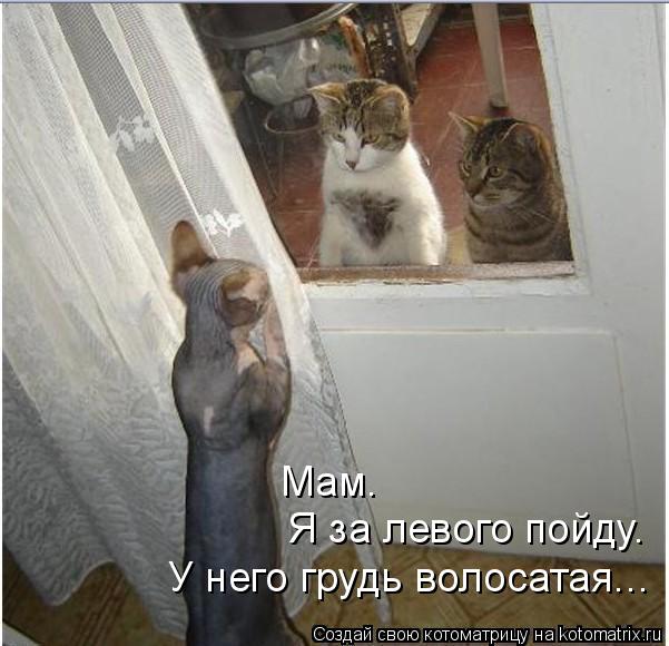 Котоматрица: Мам.  Я за левого пойду. У него грудь волосатая...