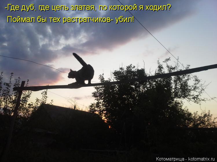 Котоматрица: -Где дуб, где цепь златая, по которой я ходил? Поймал бы тех растратчиков- убил!