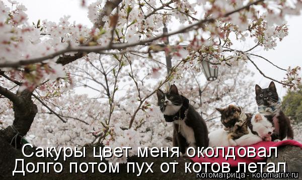 Котоматрица: Сакуры цвет меня околдовал Долго потом пух от котов летал