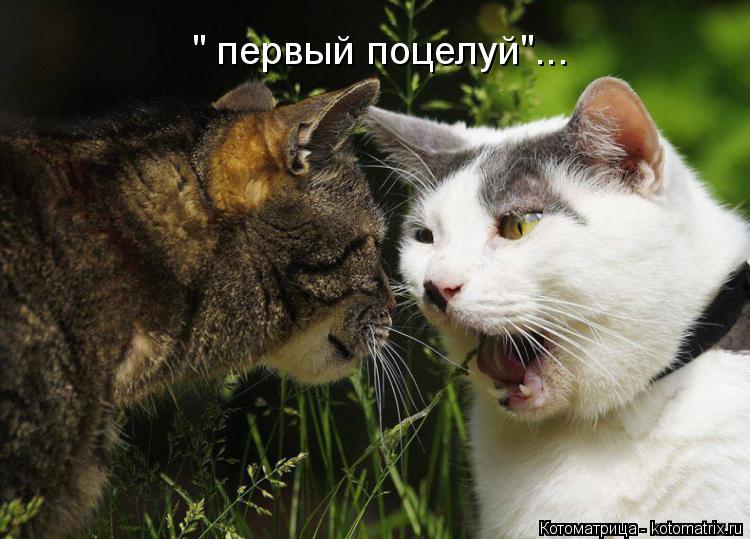 " первый поцелуй"...... Котоматрица: " первый поцелуй"...
