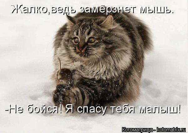 Котоматрица: Жалко,ведь замёрзнет мышь. -Не бойся! Я спасу тебя малыш!