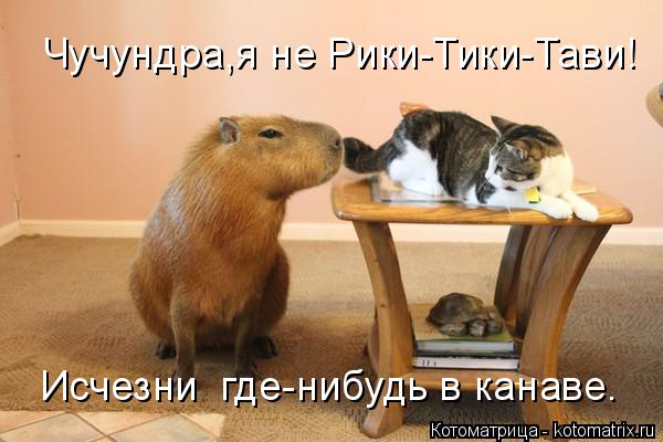 Котоматрица: Чучундра,я не Рики-Тики-Тави! Исчезни  где-нибудь в канаве.