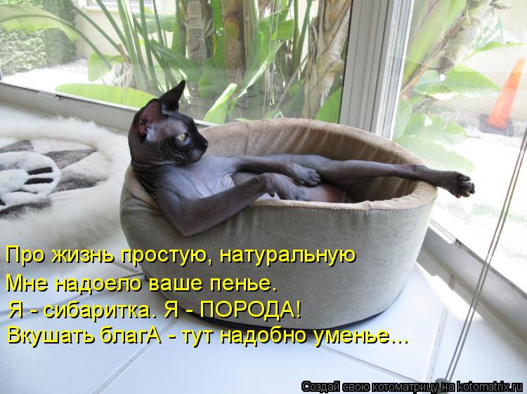 Про жизнь простую, натуральную Мне надоело ваше пенье. Я - сибаритка. Я - ПОРОДА! Вкушать благА - тут... Котоматрица: Про жизнь простую, натуральную Мне надоело ваше пенье. Я - сибаритка. Я - ПОРОДА! Вкушать благА - тут надобно уменье...