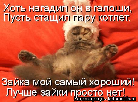 Котоматрица: Пусть стащил пару котлет. Зайка мой самый хороший! Лучше зайки просто нет! Хоть нагадил он в галоши,