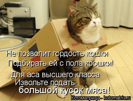 Не позволит гордость кошки Подбирать ей с пола крошки! Для аса высшего класса Извольте подать большой... Котоматрица: Не позволит гордость кошки Подбирать ей с пола крошки! Для аса высшего класса Извольте подать большой кусок мяса!