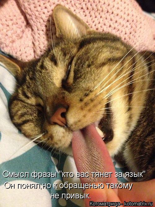 Котоматрица: Смысл фразы "кто вас тянет за язык"  Он понял,но к обращенью такому  не привык.