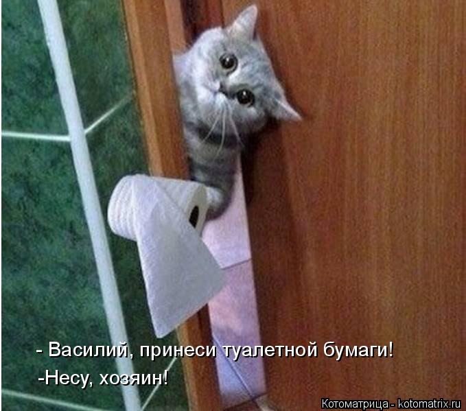 Котоматрица: -Несу, хозяин! - Василий, принеси туалетной бумаги!