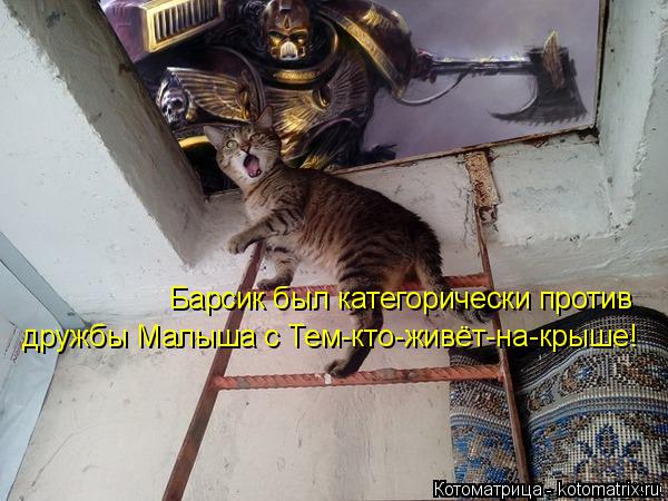 Котоматрица: дружбы Малыша с Тем-кто-живёт-на-крыше! Барсик был категорически против
