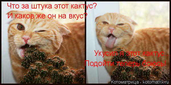 Что за штука этот кактус? И каков же он на вкус? Укусил я этот кактус... Подойти теперь боюсь!... Котоматрица: Что за штука этот кактус? И каков же он на вкус? Укусил я этот кактус... Подойти теперь боюсь!
