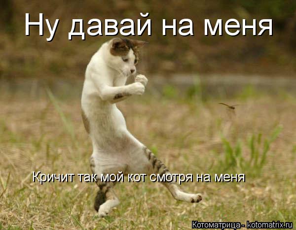 Ну давай на меня Кричит так мой кот смотря на меня... Котоматрица: Ну давай на меня Кричит так мой кот смотря на меня