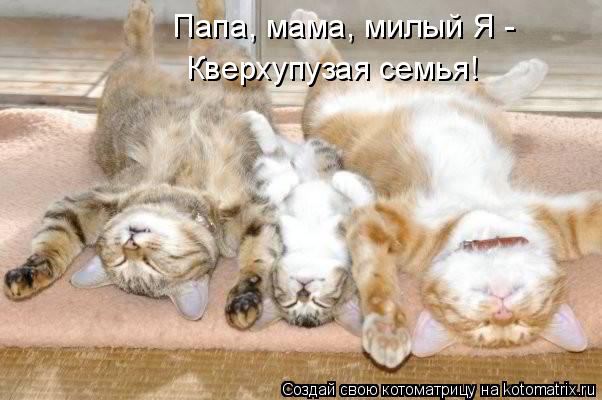 Папа, мама, милый Я - Кверхупузая семья!... Котоматрица: Папа, мама, милый Я - Кверхупузая семья!